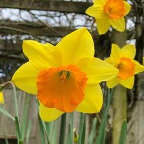 Red Devon Daffodil (Narcissus Red Devon) Img 2